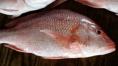 El Huachinango de Cultivo Responsable Sazona la Cuaresma 2026: Una Apuesta por la Sostenibilidad y el Sabor en México